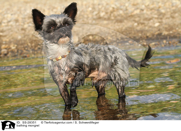 badender Yorkshire-Malteser-Mix / bathing mongrel / SS-28351
