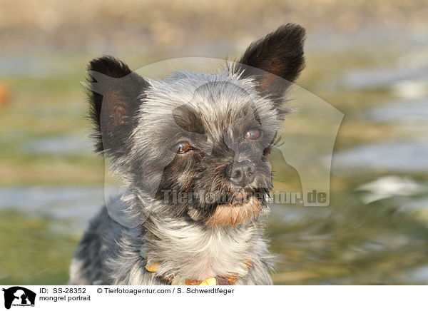 Yorkshire-Malteser-Mix Portrait / mongrel portrait / SS-28352