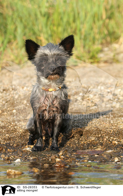 sitzender Yorkshire-Malteser-Mix / sitting mongrel / SS-28353