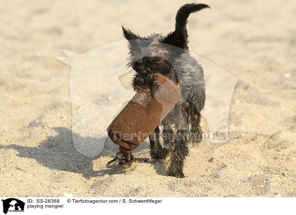 spielender Yorkshire-Malteser-Mix / playing mongrel / SS-28368