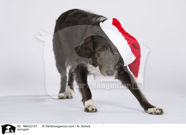 Australian-Shepherd-Mix / mongrel / NN-02107