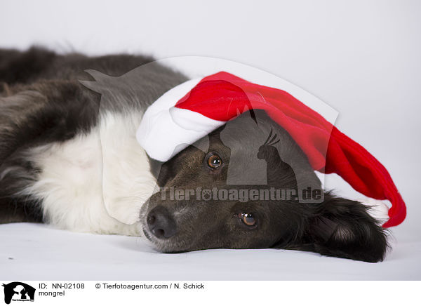 Australian-Shepherd-Mix / mongrel / NN-02108