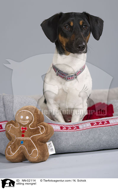 sitzender Dackel-Jack-Russell-Mix / sitting mongrel / NN-02114