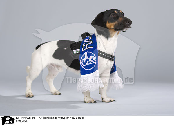 Dackel-Jack-Russell-Mix / mongrel / NN-02116