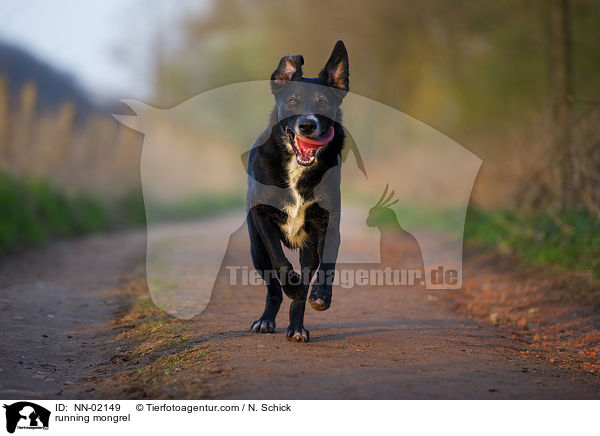 rennender Schferhund-Labrador-Mix / running mongrel / NN-02149