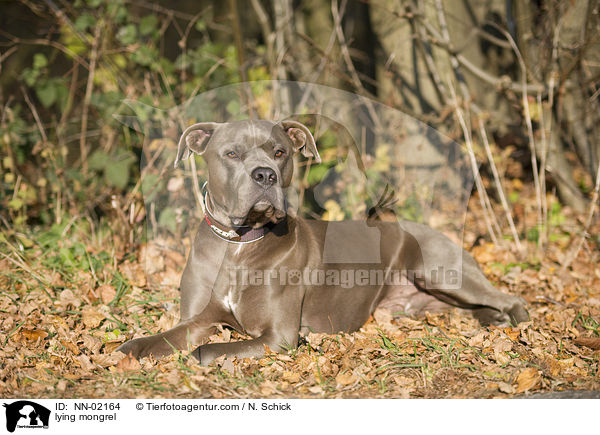 liegender Boxer-Weimaraner-Mix / lying mongrel / NN-02164