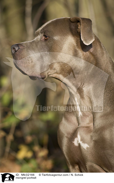 Boxer-Weimaraner-Mix Portrait / mongrel portrait / NN-02166
