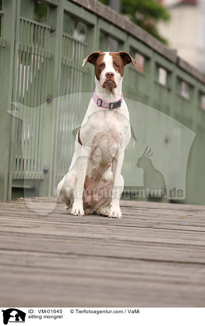 sitzender Boxer-Mix / sitting mongrel / VM-01645