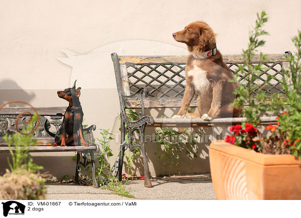 2 dogs / VM-01667