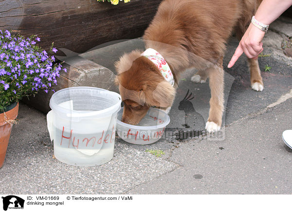 trinkender Nova-Scotia-Duck-Tolling-Retriever-Mix / drinking mongrel / VM-01669