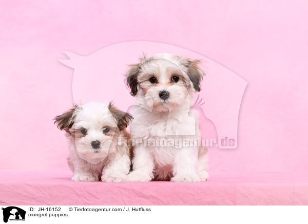 Malteser-Mix Welpen / mongrel puppies / JH-16152