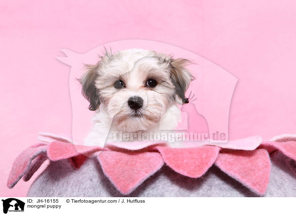 Malteser-Mix Welpe / mongrel puppy / JH-16155