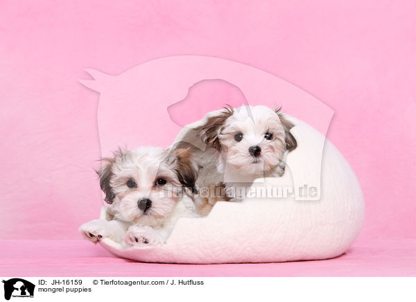 Malteser-Mix Welpen / mongrel puppies / JH-16159
