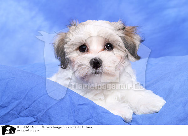 mongrel puppy / JH-16165