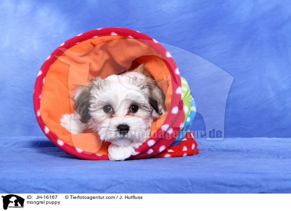 mongrel puppy / JH-16167