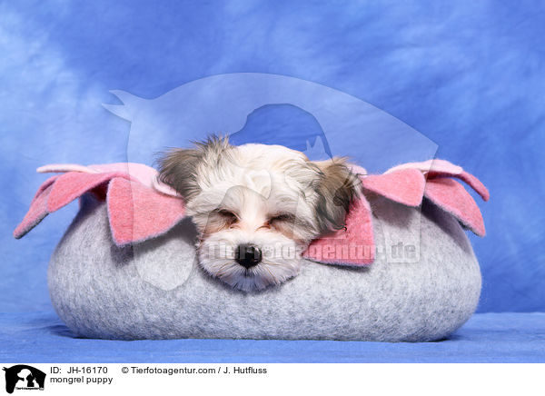mongrel puppy / JH-16170