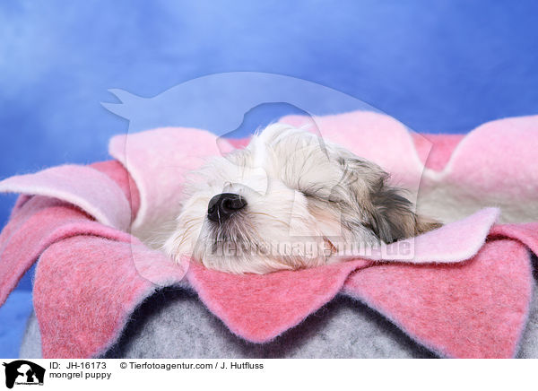 mongrel puppy / JH-16173