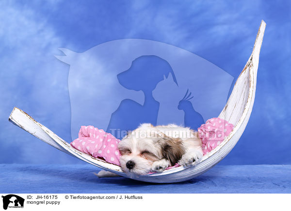 mongrel puppy / JH-16175