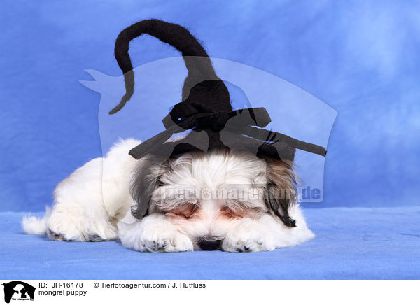 mongrel puppy / JH-16178