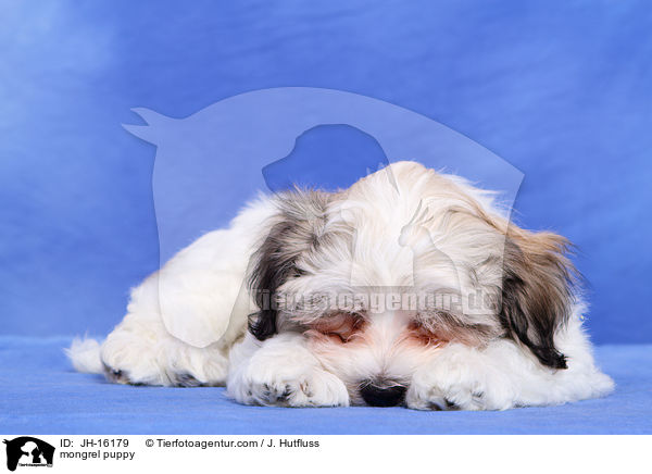 mongrel puppy / JH-16179