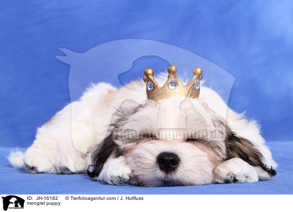 mongrel puppy / JH-16182
