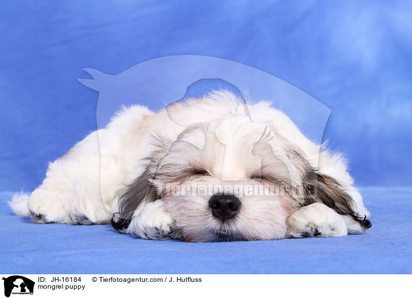 Malteser-Mix Welpe / mongrel puppy / JH-16184