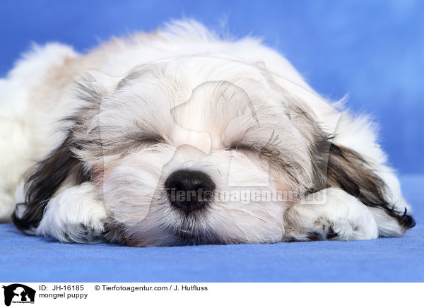 mongrel puppy / JH-16185