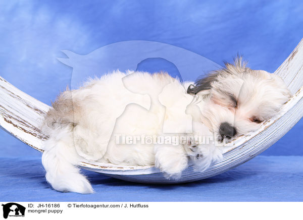 mongrel puppy / JH-16186