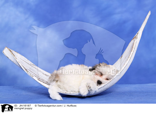 mongrel puppy / JH-16187