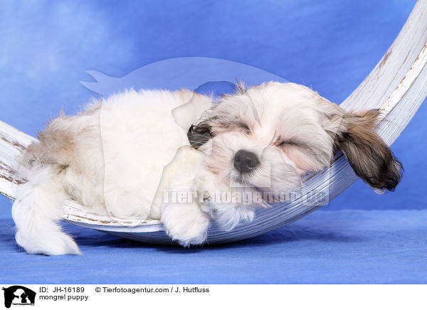 mongrel puppy / JH-16189