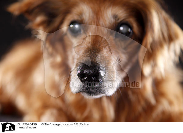 Mischling Nase / mongrel nose / RR-46430