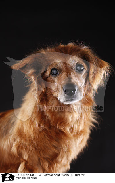 Mischling Portrait / mongrel portrait / RR-46435