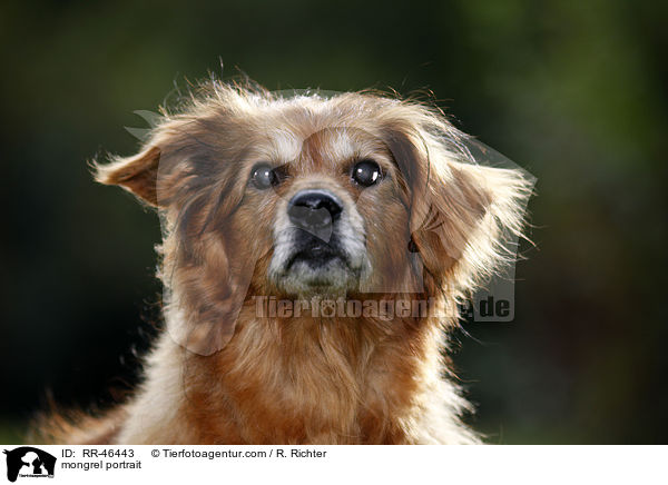 Mischling Portrait / mongrel portrait / RR-46443