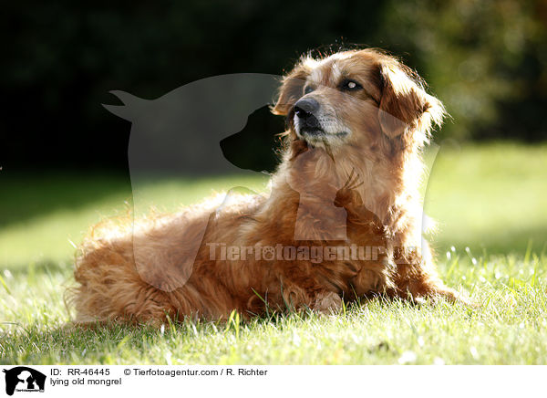 liegender alter Mischling / lying old mongrel / RR-46445
