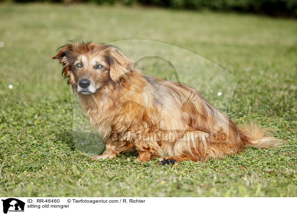 sitzender alter Mischling / sitting old mongrel / RR-46460