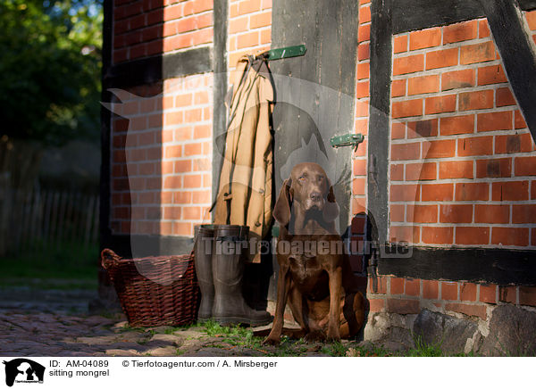 sitzender Bloodhound-Deutsch-Kurzhaar-Mix / sitting mongrel / AM-04089