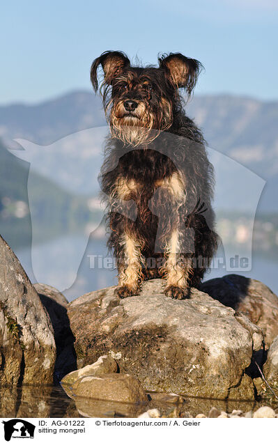 sitzender Terrier-Mix / sitting mongrel / AG-01222