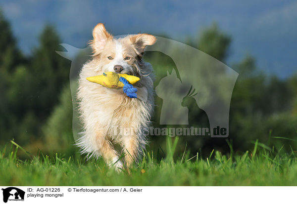 Podengo-Portugues-Mix / playing mongrel / AG-01226