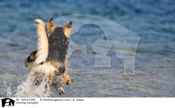 rennender Husky-Mix / running mongrel / AG-01280