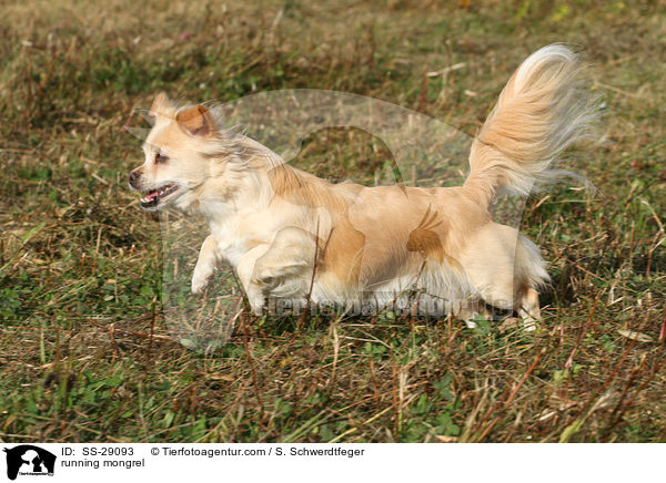 running mongrel / SS-29093