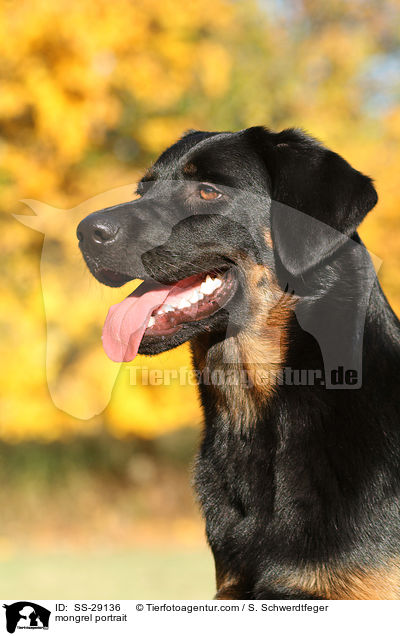 Hovawart-Schferhund-Mix Portrait / mongrel portrait / SS-29136