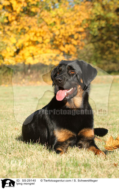 liegender Hovawart-Schferhund-Mix / lying mongrel / SS-29140
