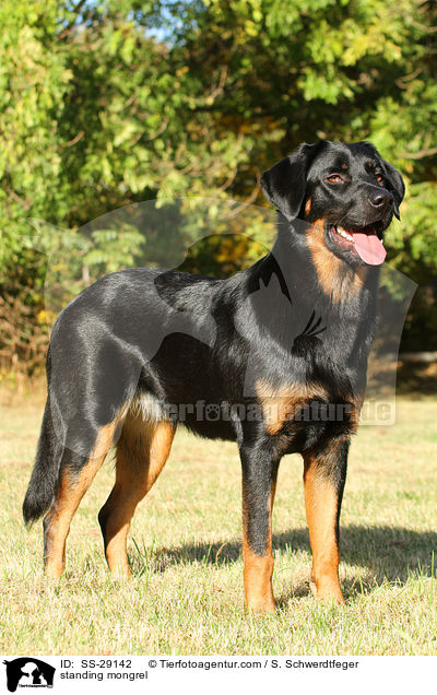 stehender Hovawart-Schferhund-Mix / standing mongrel / SS-29142