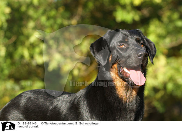 Hovawart-Schferhund-Mix Portrait / mongrel portrait / SS-29143