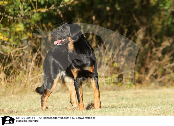 stehender Hovawart-Schferhund-Mix / standing mongrel / SS-29144