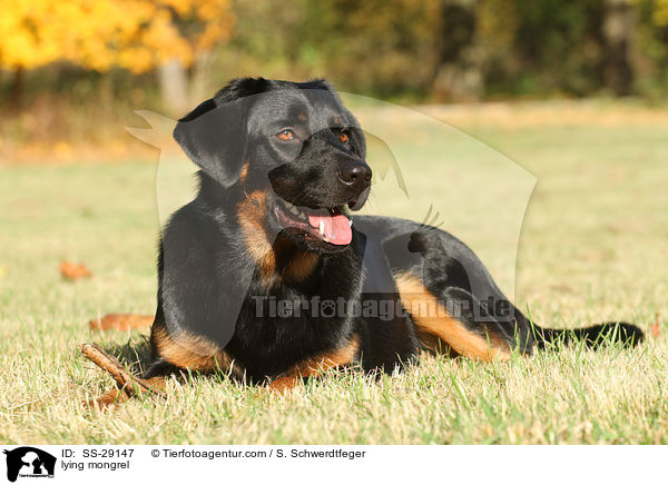 liegender Hovawart-Schferhund-Mix / lying mongrel / SS-29147