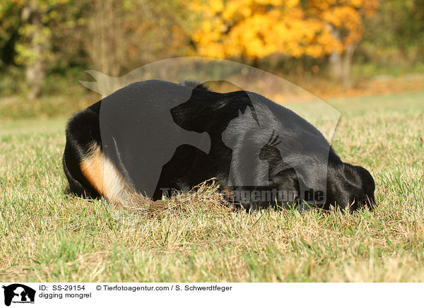 buddelnder Hovawart-Schferhund-Mix / digging mongrel / SS-29154