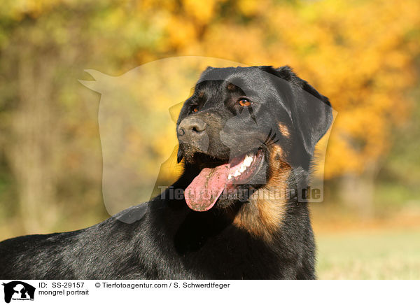 Hovawart-Schferhund-Mix Portrait / mongrel portrait / SS-29157
