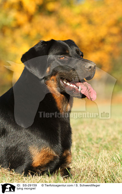 liegender Hovawart-Schferhund-Mix / lying mongrel / SS-29159