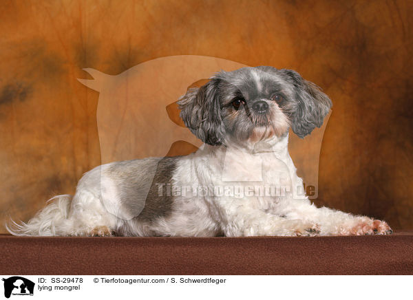 liegender Shi-Tzu-Mix / lying mongrel / SS-29478